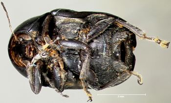 Media type: image; Entomology 20024   Aspect: habitus ventral view